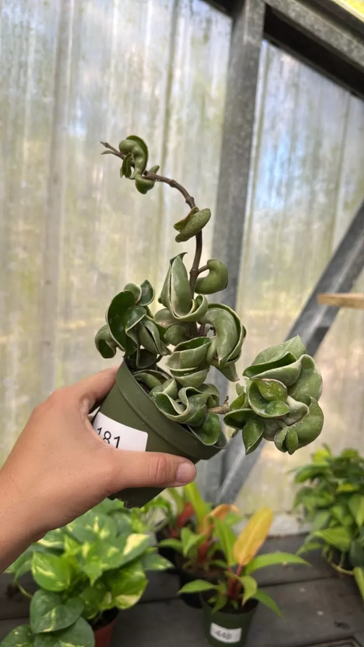 plant/181 Variegated Hoya Compacta-0