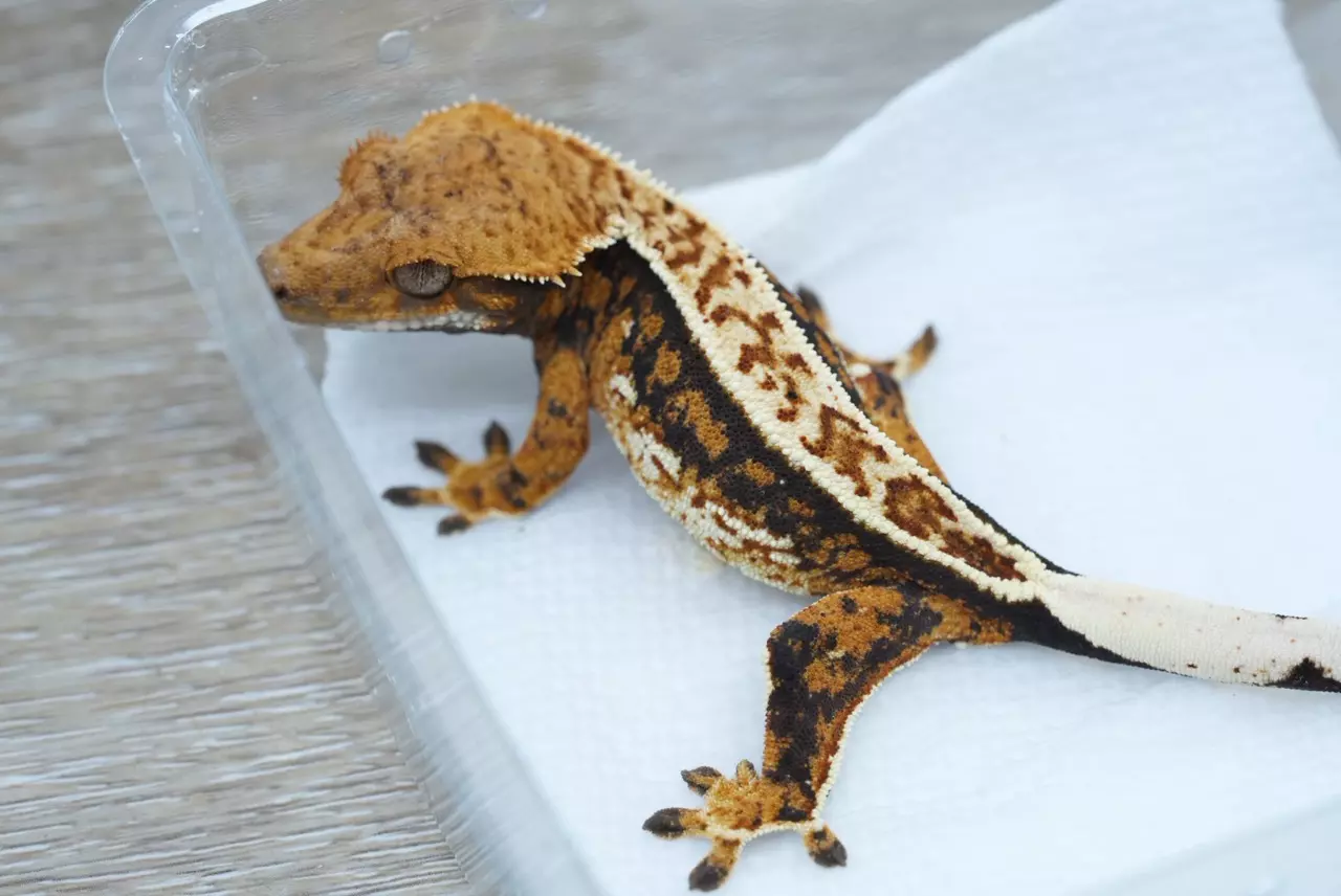 plant/T63 male Midas x DM Emily line tri-0