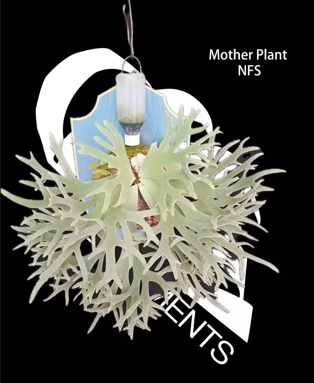 plant/Platycerium Willinckii Dwarf Bacteria-0