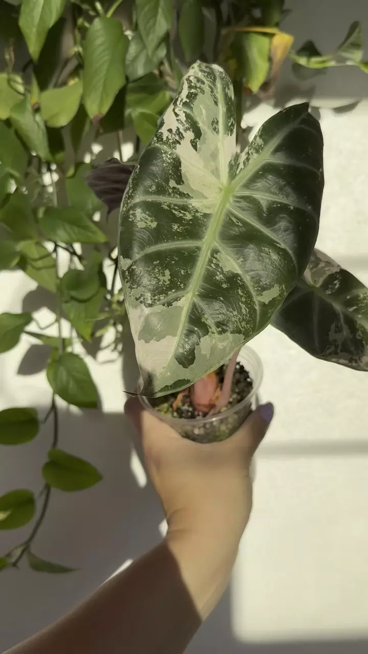 plant/Pink Dragon Albo - Established Mother
Plant with Pink Variegation-0
