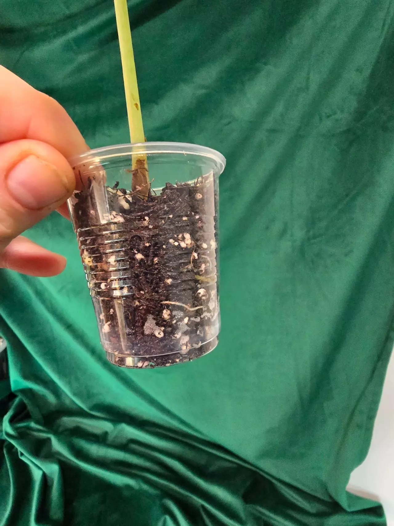 plant/Alocasia Dragonscale pup-1