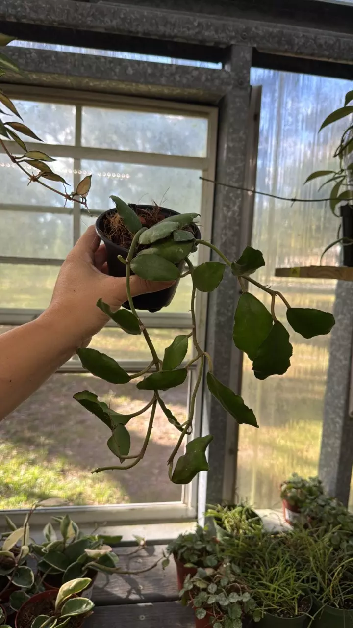 plant/70 Hoya Waymaniae-0