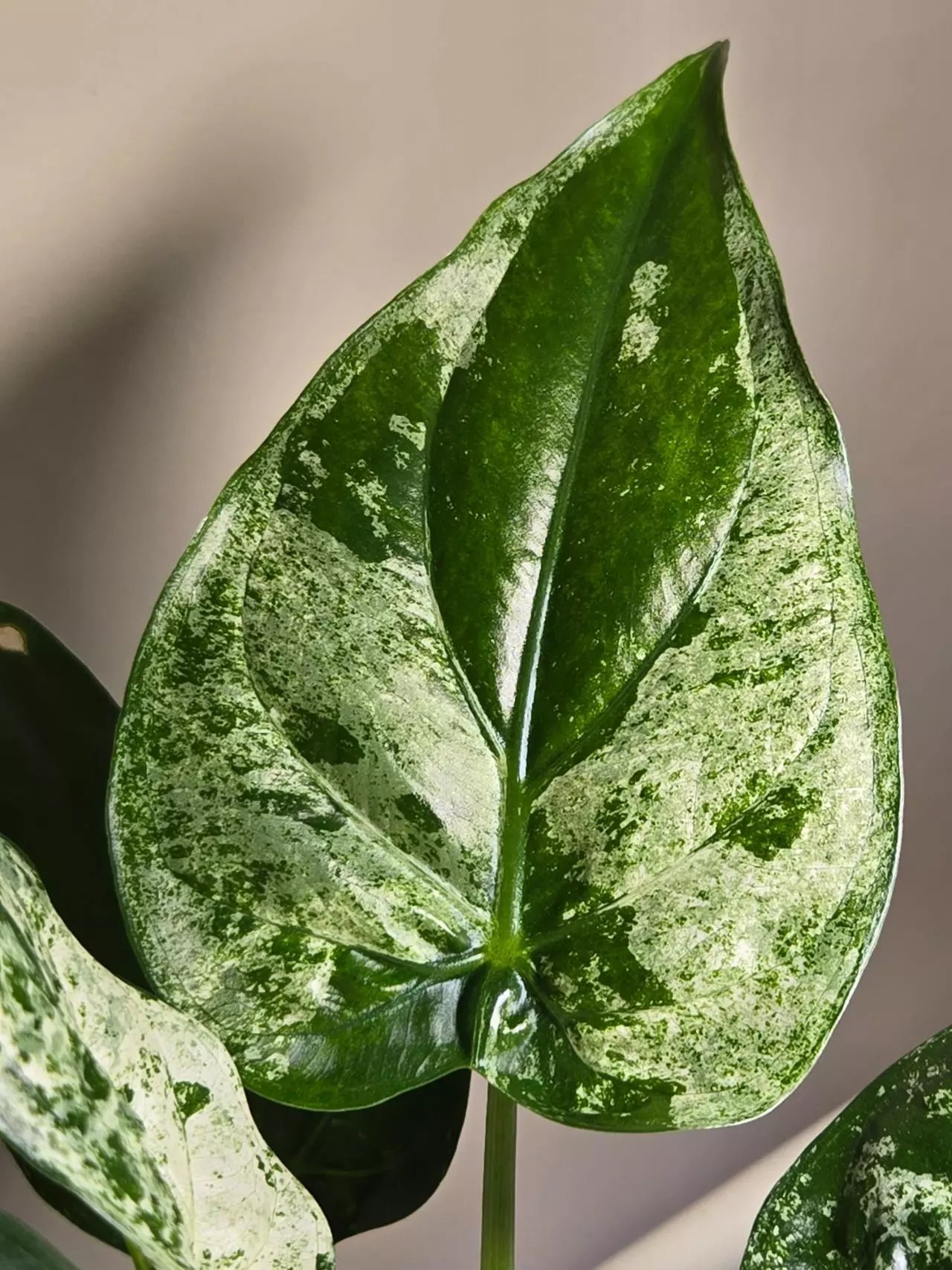 plant/Alocasia Cuculatta Albo/Mint PUP-0