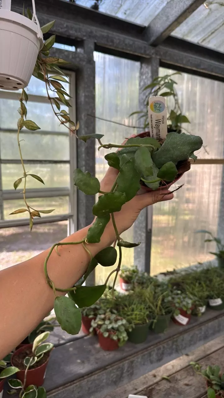 plant/67 Hoya Waymaniae-0