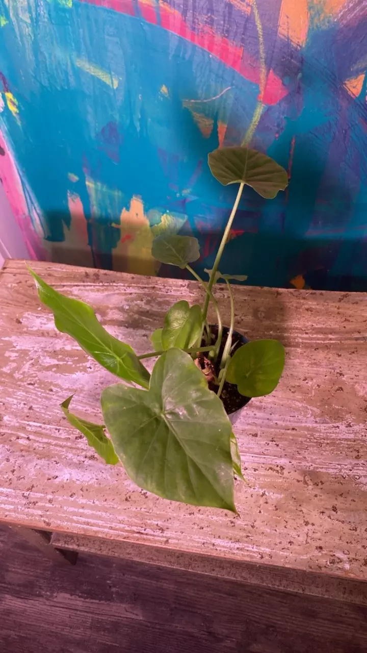 plant/Alocasia Elephant Ear, Wild Florida Grown,-3