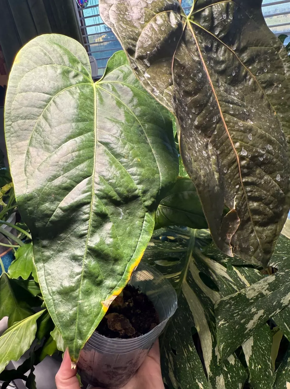 plant/Queen of Hearts Anthirium-1