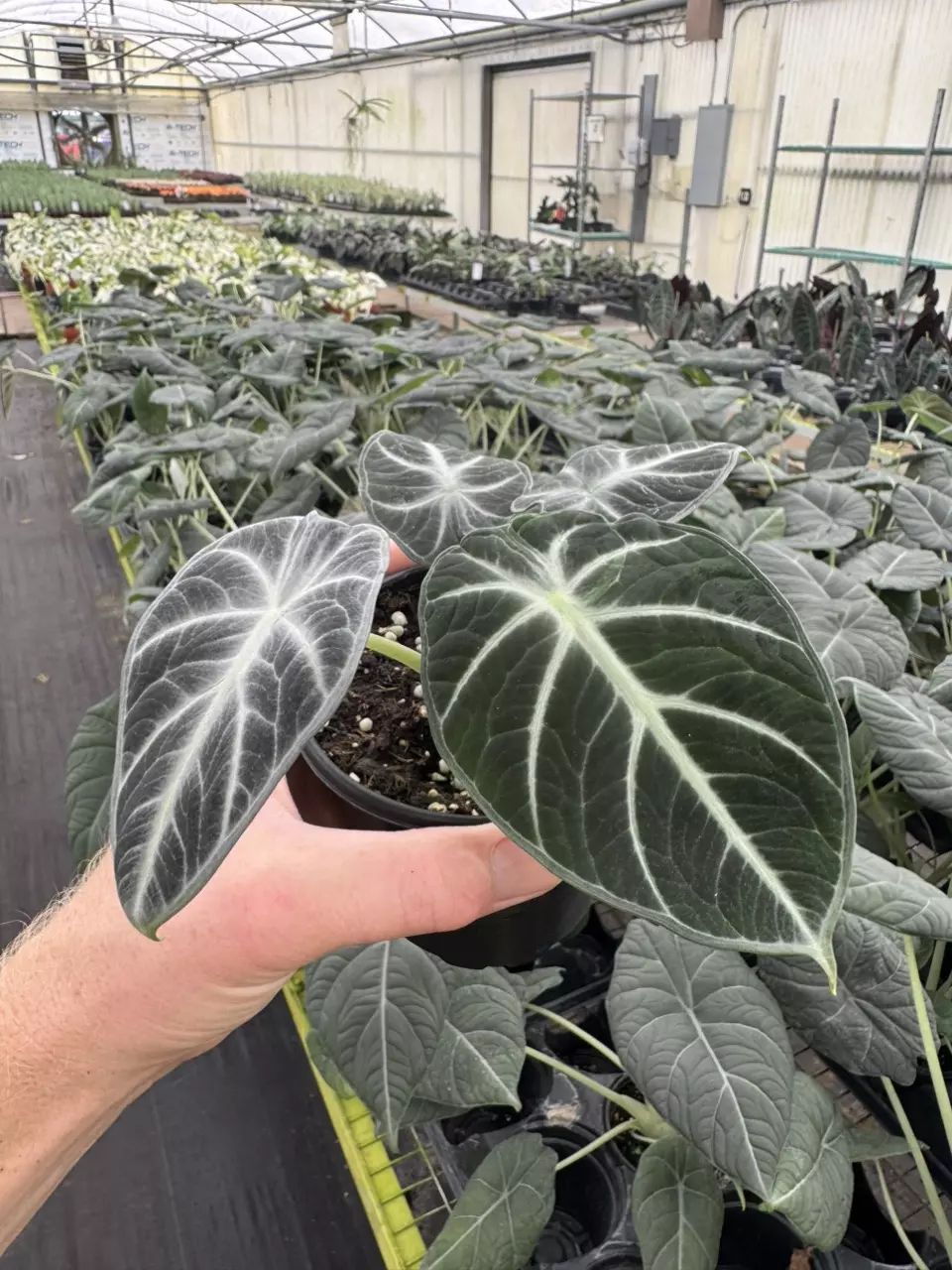 plant/Alocasia ninja tricolor 4” pot growers choice-1