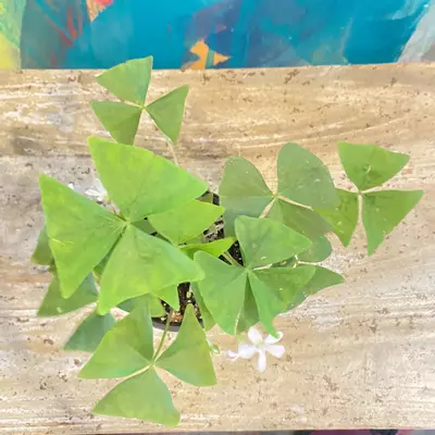 plant/Shamrock (Oxalis triangularis)-2-thumbnail