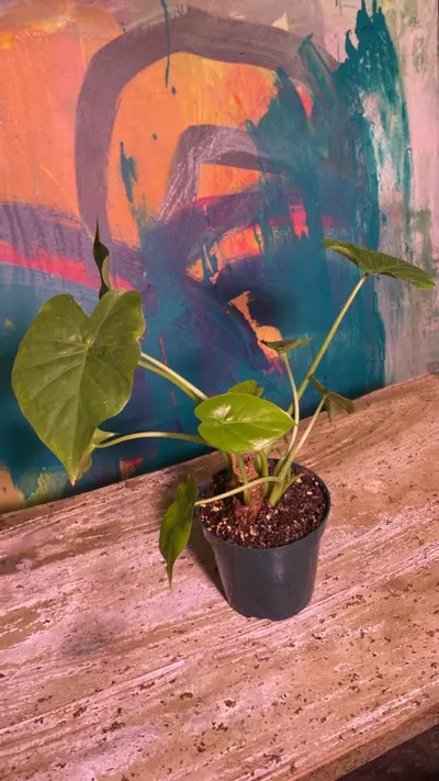 plant/Alocasia Elephant Ear, Wild Florida Grown,-2-thumbnail