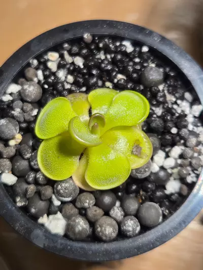 plant/Pinguicula Hanka-0-thumbnail