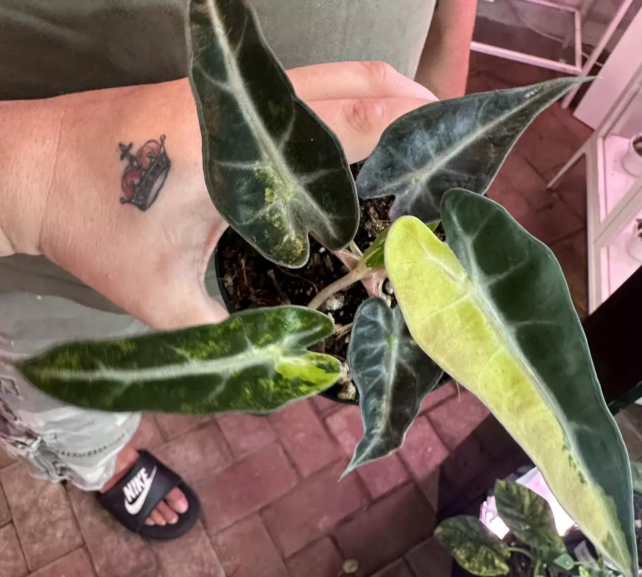 plant/Alocasia Bambino Aurea-0