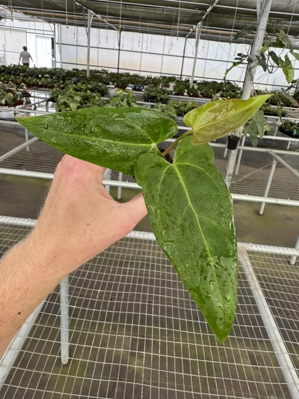 plant/Seed grown anthurium fort Sherman x Warocqueanum starter plant growers choice-1