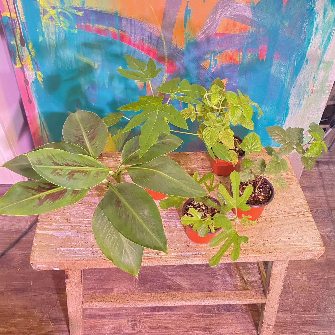 plant/Food Forest Bundle! Includes 5 varieties patio fruits - can be container grown.-1