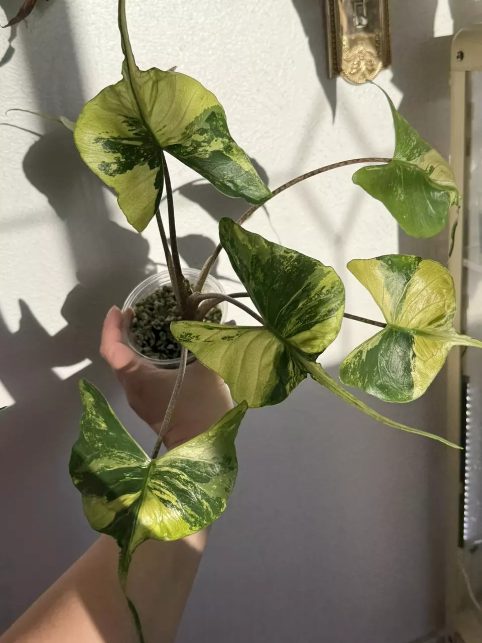 plant/Rare Alocasia Stingray Aurea – Mature Mother Plant | Intense Yellow Variegation-1