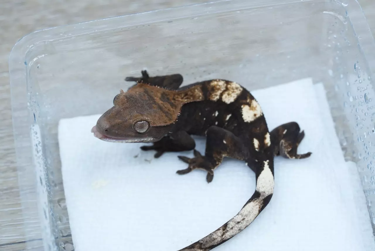 plant/T66 66% het axanthic sable male-1