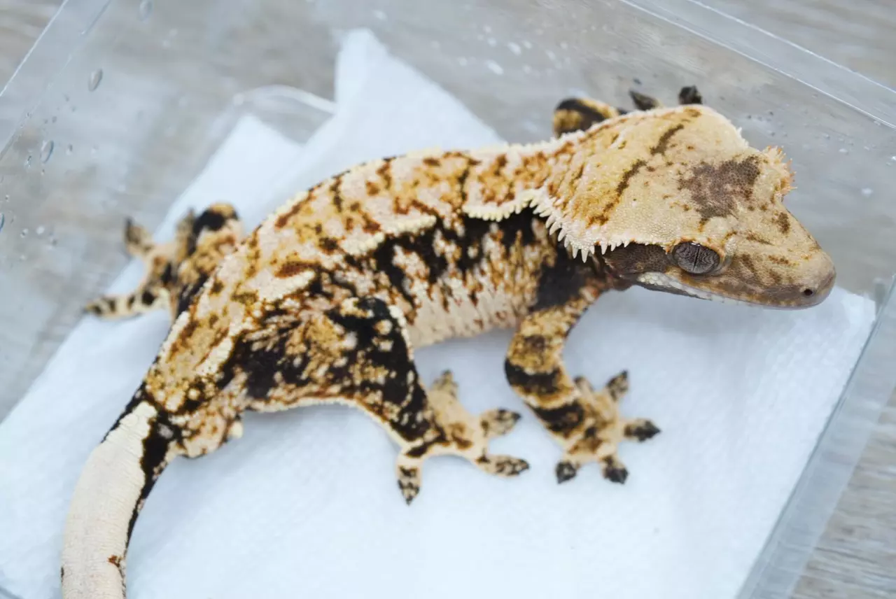 plant/T59 Felix x eras male frost line tri-1