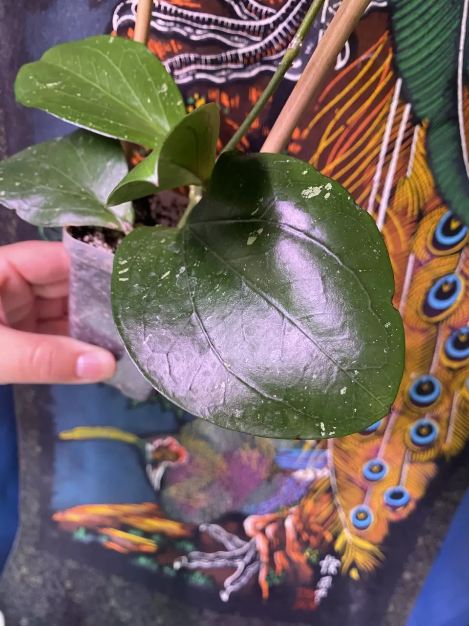 plant/Hoya LP013 (Waymaniae x Erythrina)-1