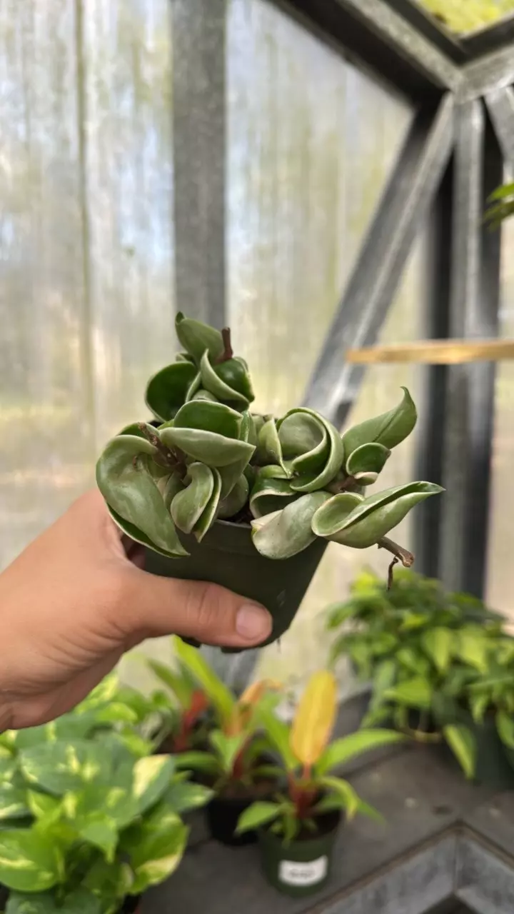 plant/182 Variegated Hoya Compacta-0