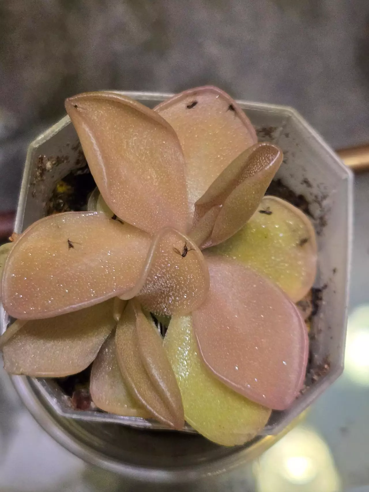 plant/Pinguicula No ID-0