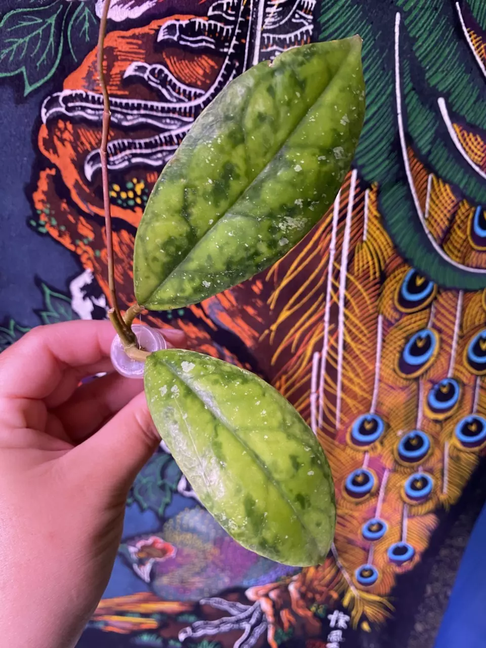 plant/Hoya AH Cosmos Cutting-0