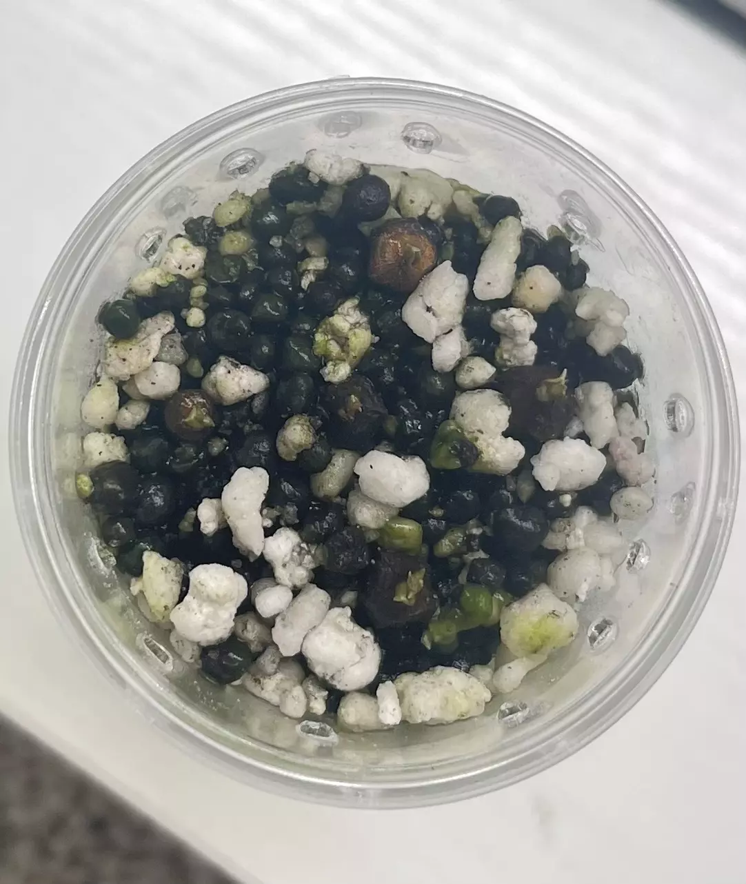 plant/Pink polly alocasia corm-5