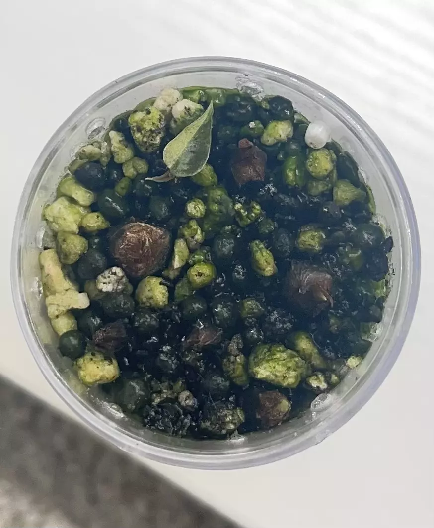 plant/Polly aurea alocasia corm-6