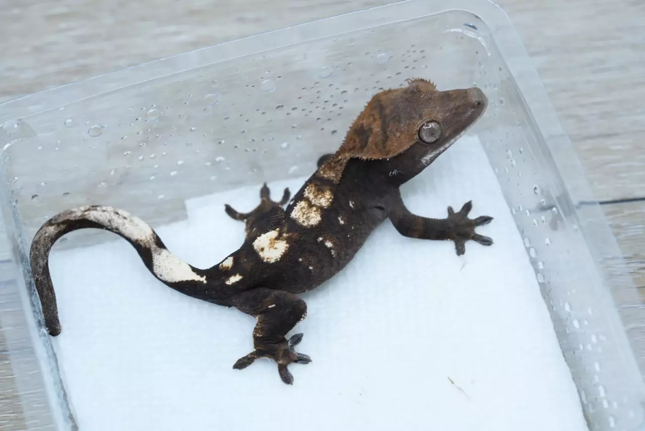 plant/T66 66% het axanthic sable male-0
