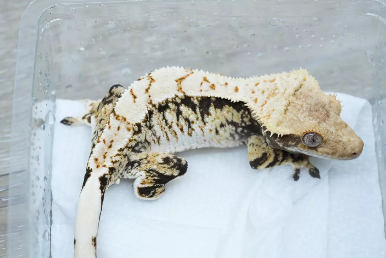 plant/T54 Felix x Prestige male frost line-1