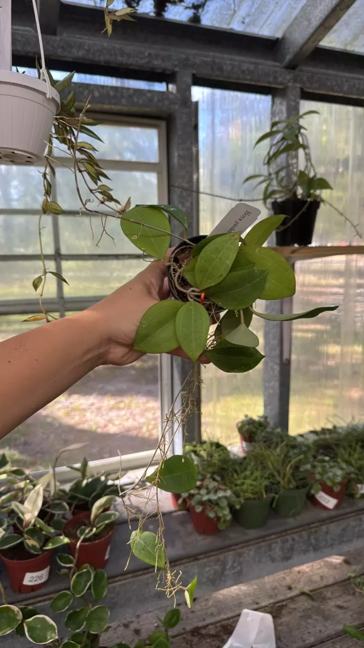 plant/69 Hoya Paulshirleyi-0