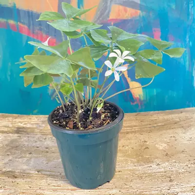 plant/Shamrock (Oxalis triangularis)-3-thumbnail