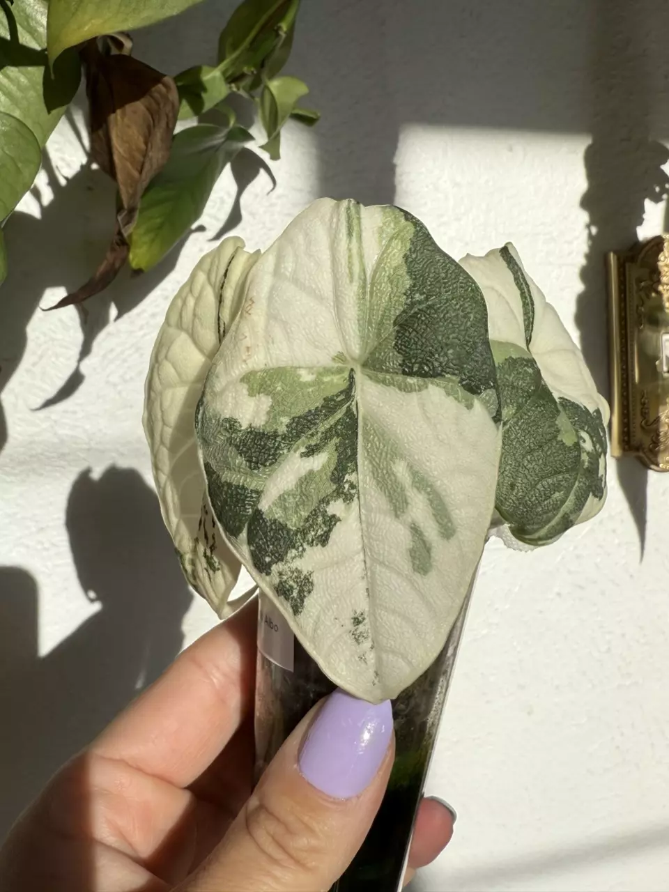 plant/Alocasia Melo Albo – Rare Camo Variegation | Collector’s Specimen-3