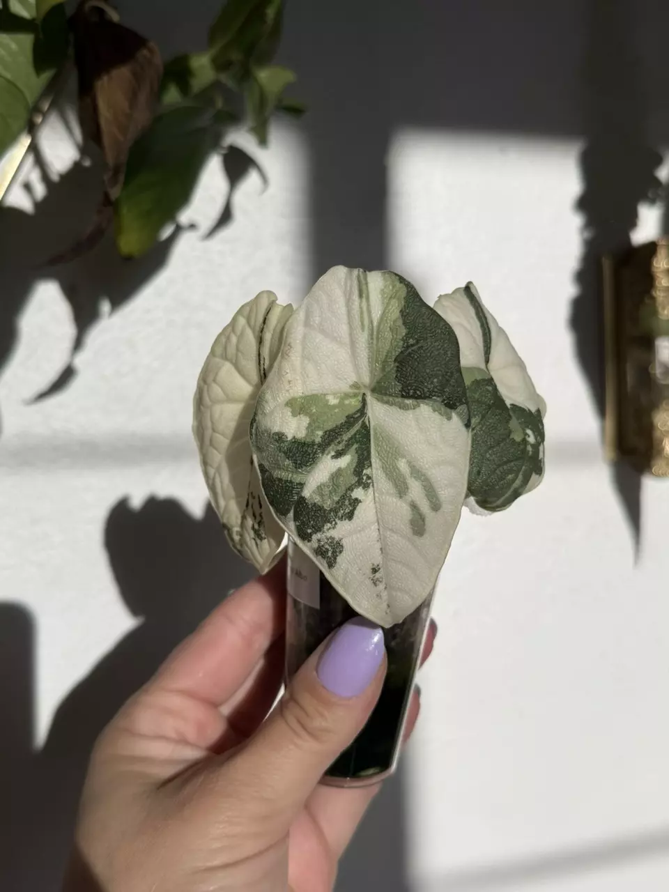 plant/Alocasia Melo Albo – Rare Camo Variegation | Collector’s Specimen-0
