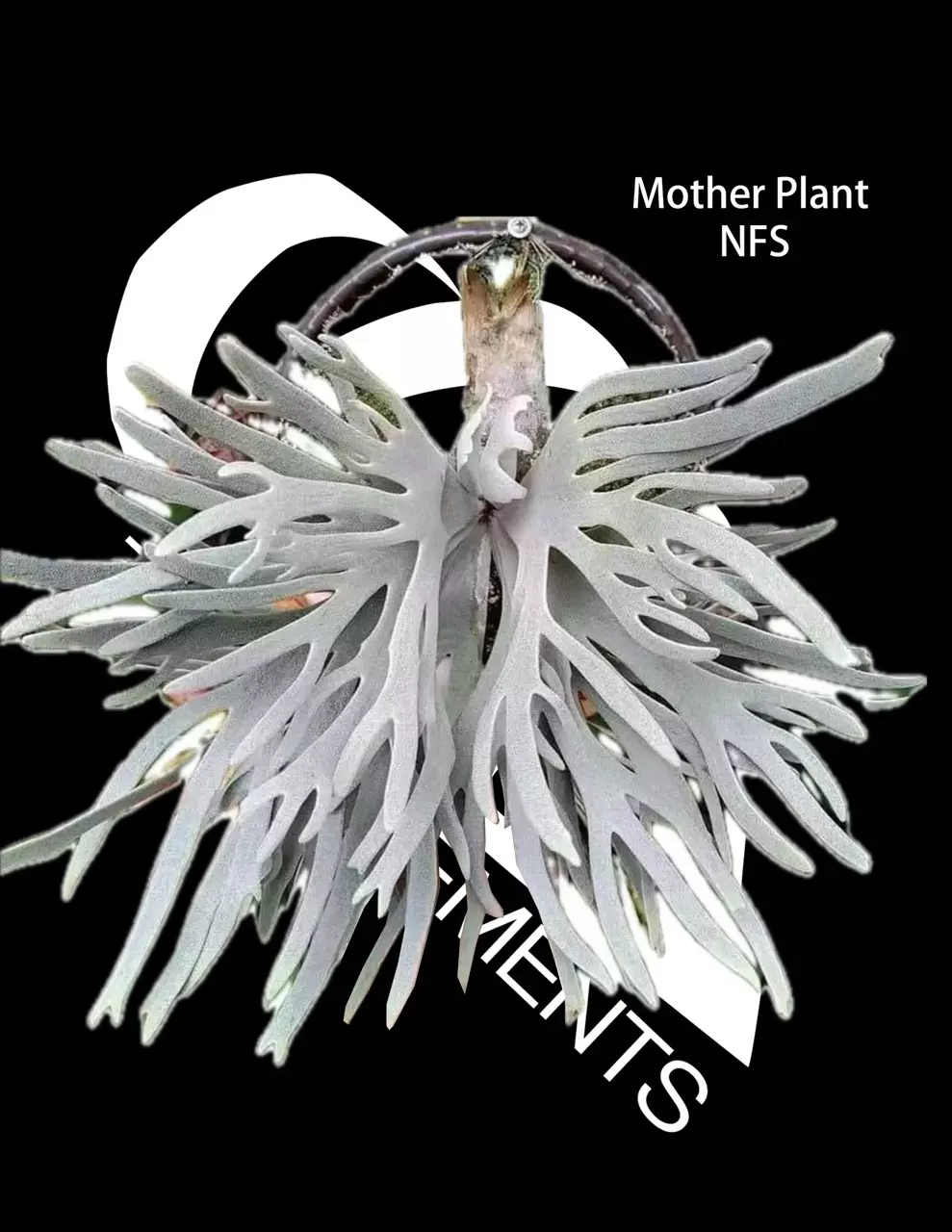 plant/Platycerium Willinckii Dwarf Jade Girl-0