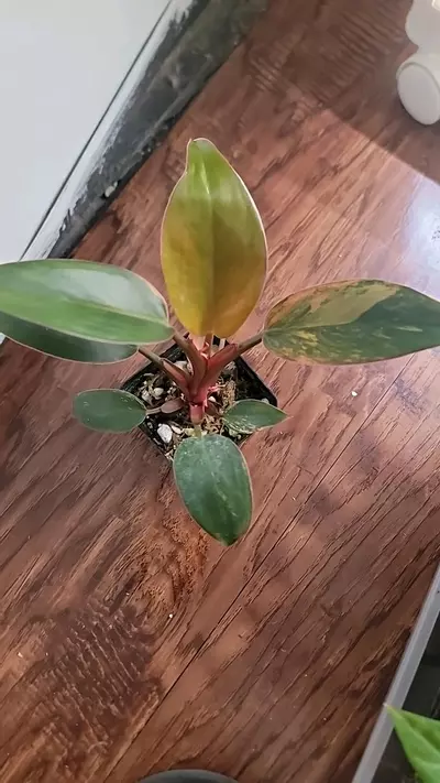 plant/Philodendron Variegated red congo-0-thumbnail