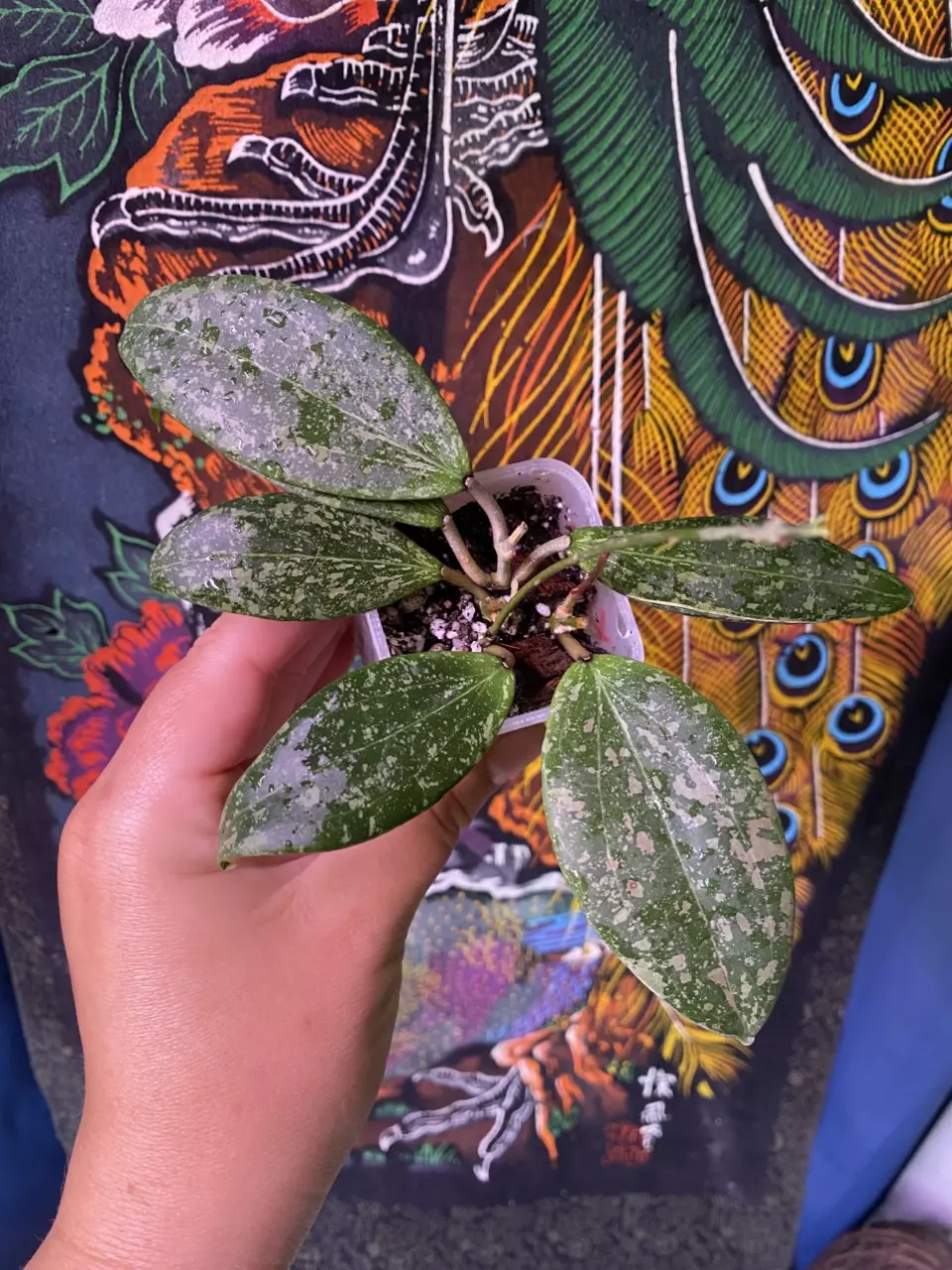 plant/Hoya Verticillata fka Wibergiae-0