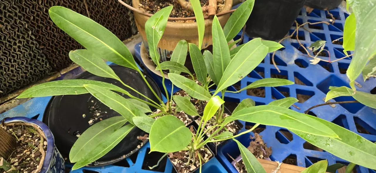 plant/Anthurium willdenowii-0