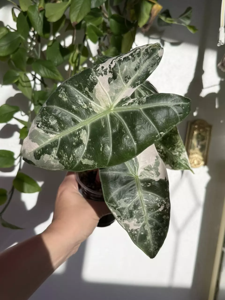 plant/Pink Dragon Albo - Established Mother
Plant with Pink Variegation-1