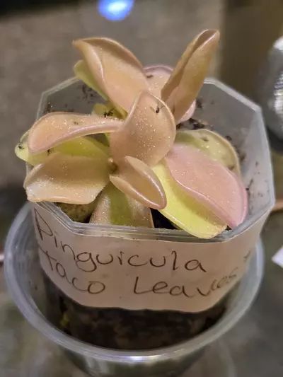plant/Pinguicula No ID-2-thumbnail