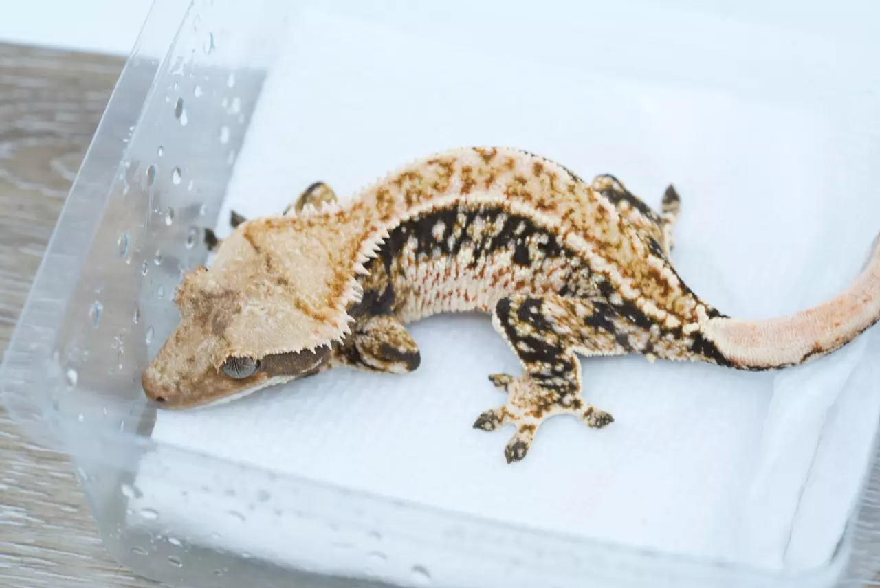 plant/T55 Felix x Eras male-0