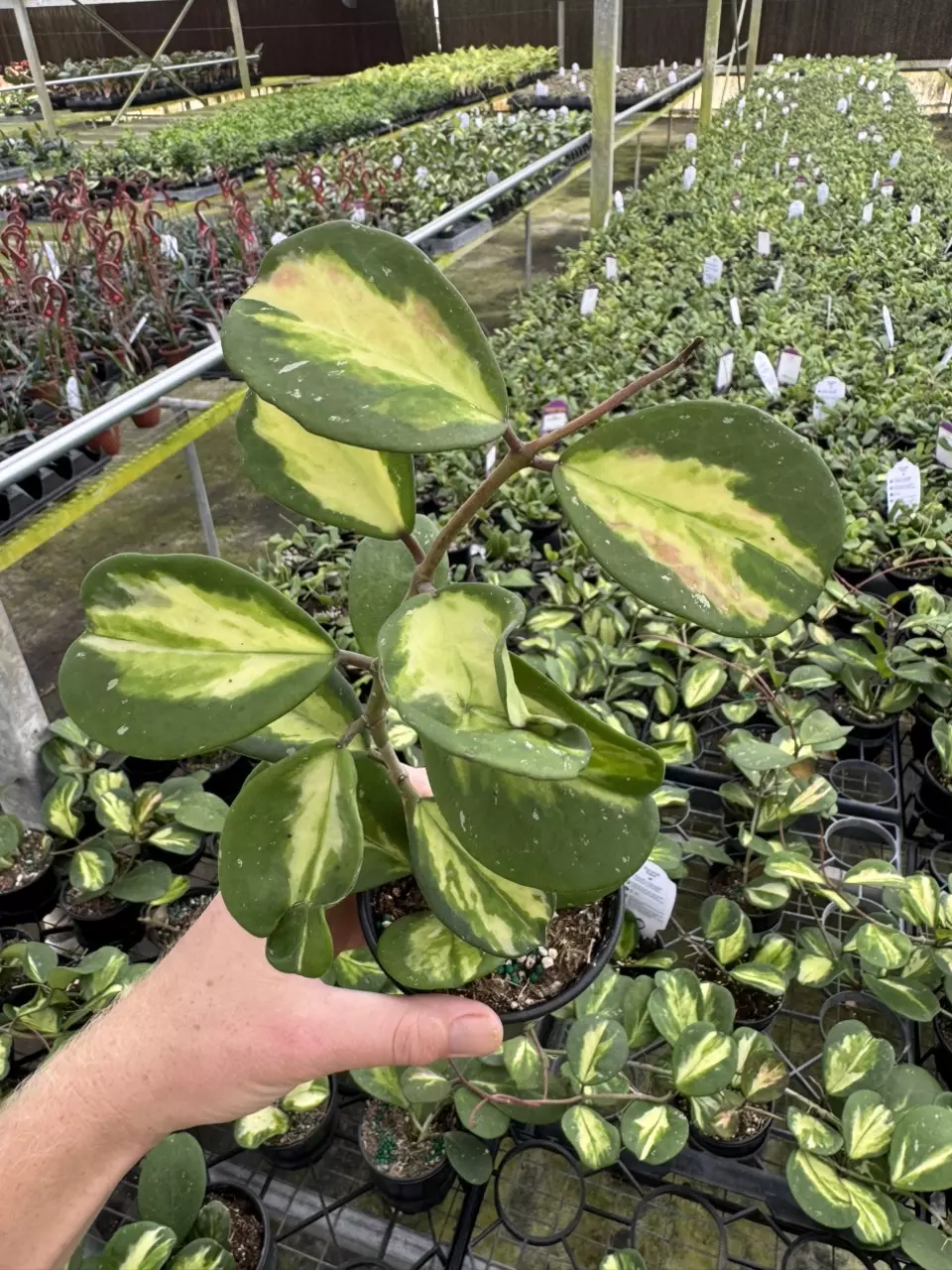 plant/Hoya obovata variegated 4” pot growers choice-1