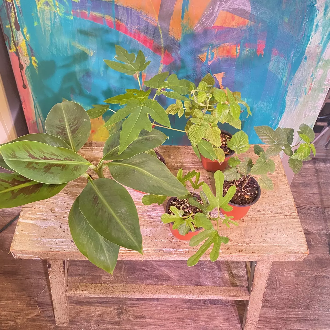 plant/Food Forest Bundle! Includes 5 varieties patio fruits - can be container grown.-4