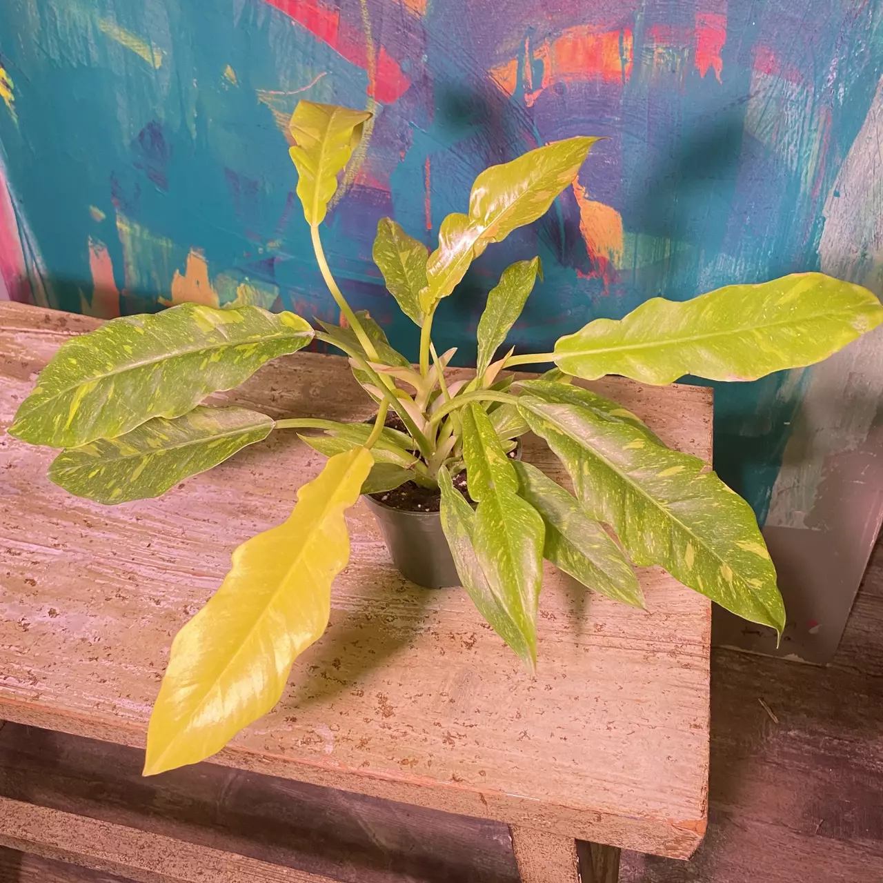 plant/Ring of Fire 🔥 Snowdrift — a rare hybrid-6