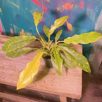 plant/Ring of Fire 🔥 Snowdrift — a rare hybrid-6-thumbnail