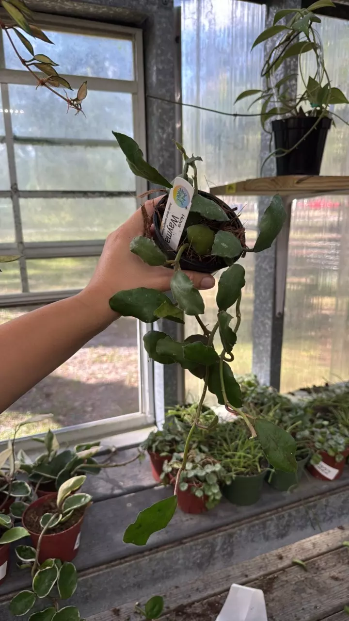 plant/71 Hoya Waymaniae-0
