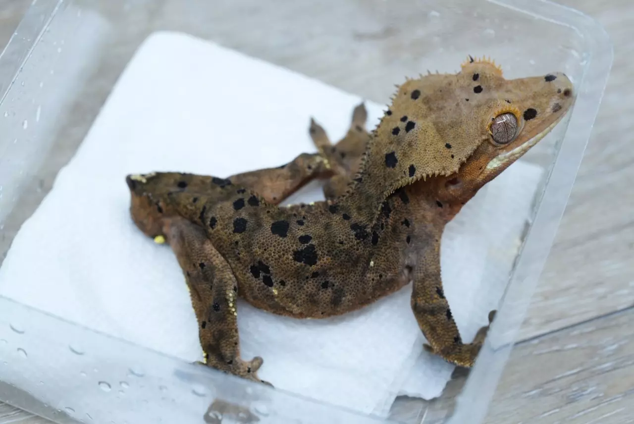 plant/T60 Cappucino yellow base super Dalmatian male-0