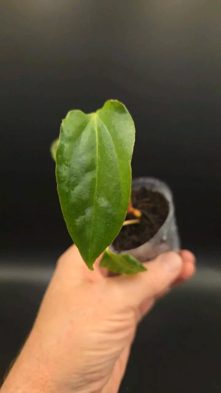 plant/Anthurium 'Vicky' Pap x (subsignatum x pap)-0