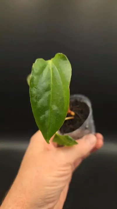 plant/Anthurium 'Vicky' Pap x (subsignatum x pap)-0-thumbnail