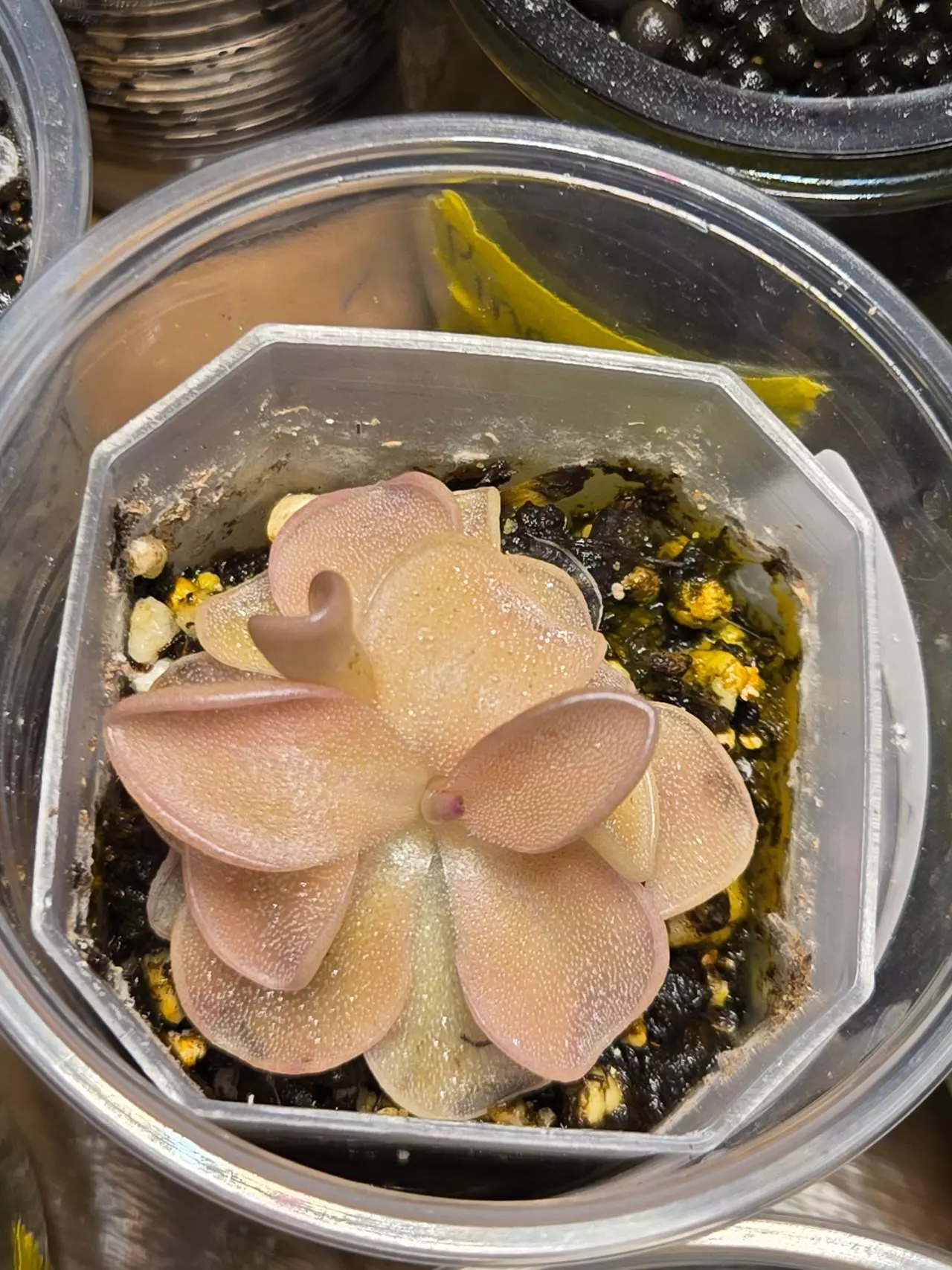 plant/Pinguicula No ID-1