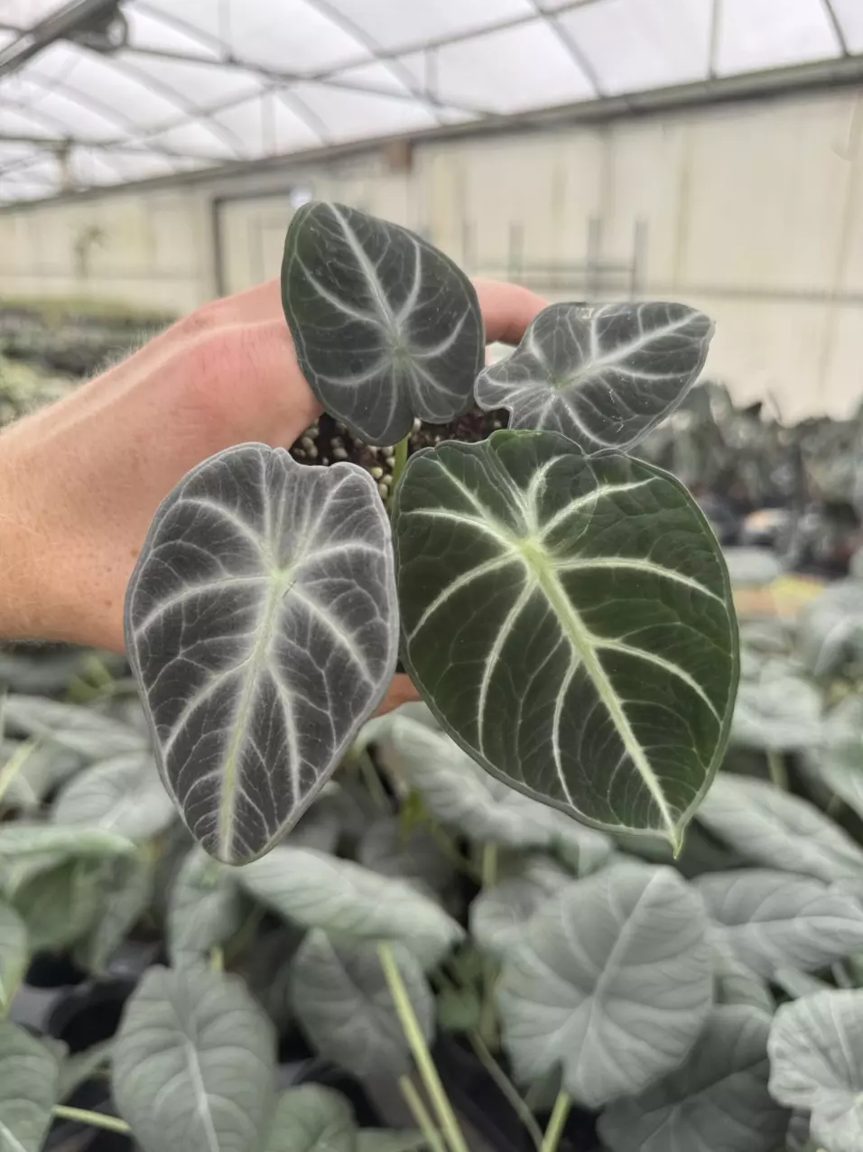 plant/Alocasia ninja tricolor 4” pot growers choice-0
