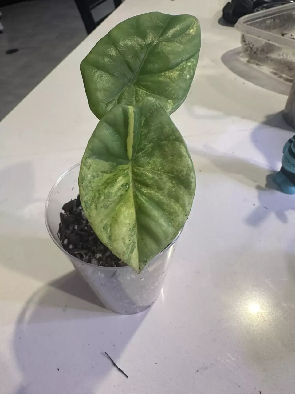 plant/Alocasia Sinuata Quilted Dreams Variegated-0